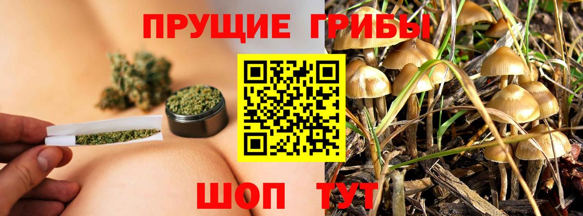 Заволжье  Галлюциногенные грибы мицелий  Вход с VPN 
